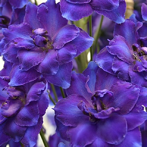 Delphinium 'Faust'