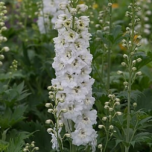 Delphinium 'Magic Fountains Pure White'