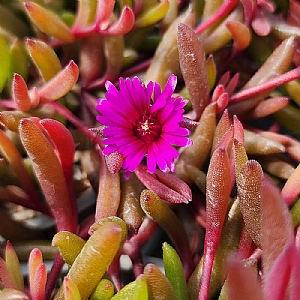Delosperma 'Desert Dancers Purple'