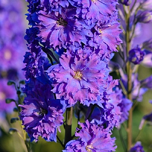 Delphinium 'Pagan Purples'