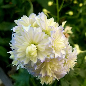 Delphinium 'Highlander Moonlight'