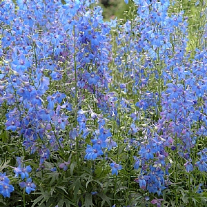 Delphinium 'Piccolo'