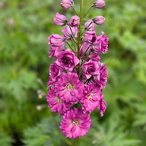 Delphinium 'Pink Punch'
