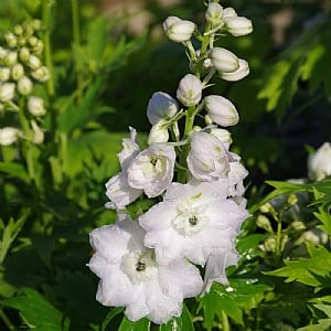 Delphinium 'Pure White' (Excalibur Series)