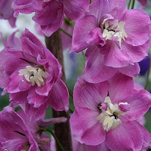 Delphinium 'Strawberry Fair'