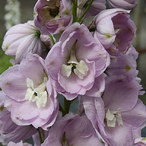 Delphinium 'Turkish Delight'