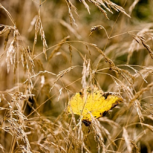 Deschampsia cespitosa 'Goldtau'