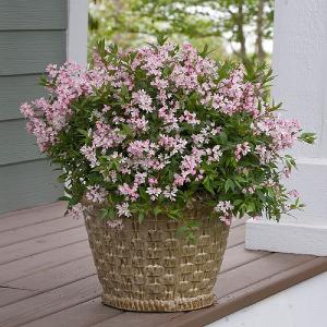 Deutzia 'Yuki Cherry Blossom'