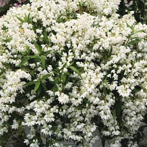Deutzia 'Yuki Snowflake'