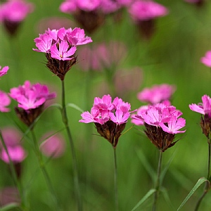 Dianthus carthusianorum