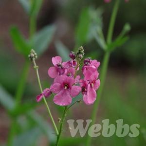 Diascia 'Herbert'