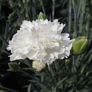 Dianthus 'Memories'