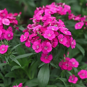 Dianthus barbatus Dart 'Purple'