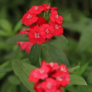 Dianthus barbatus Dart 'Scarlet'