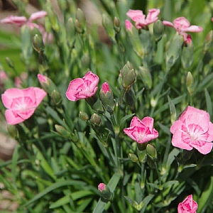 Dianthus 'Peach Party'