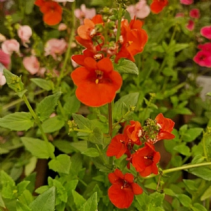 Diascia 'Diamond Dark Orange'