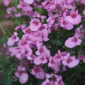 Diascia 'Diamond Fuchsia'