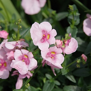Diascia 'Diamond Light Pink'