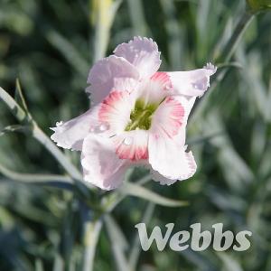 Dianthus 'Tequila Sunrise'
