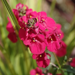 Diascia 'Trinity Rose'