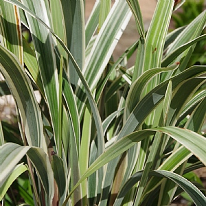 Dianella 'Wyeena'