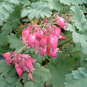 Dicentra 'Luxuriant'