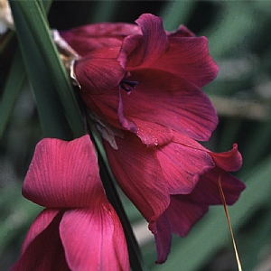Dierama 'Blackbird'