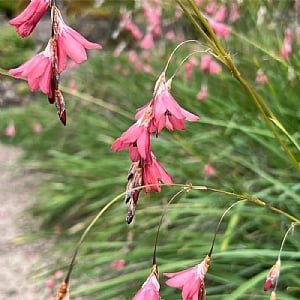 Dierama igneum 