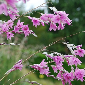 Dierama 'Pink Rocket'