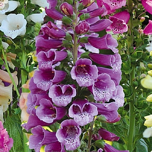 Digitalis 'Dalmation Purple'