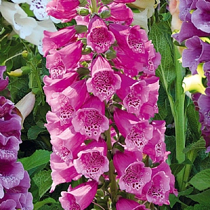 Digitalis 'Dalmation Rose'