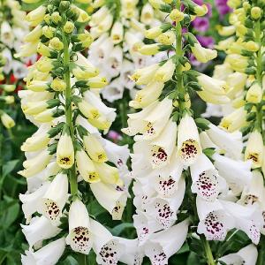 Digitalis purpurea 'Dalmation White'