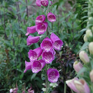Digitalis purpurea 'Dottie Purple'
