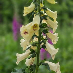Digitalis purpurea 'Dottie Cream'