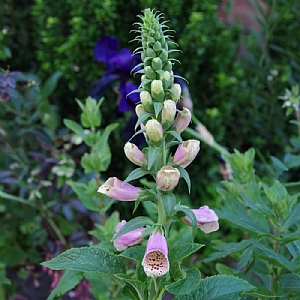 Digitalis purpurea 'Dottie Warm Rose'