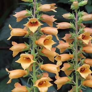Digitalis x valinii 'Firecracker'