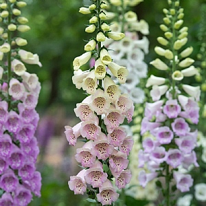 Digitalis Excelsior Mix