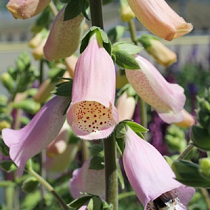 Digitalis 'Lucas Light Pink'