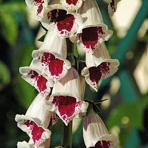 Digitalis purpurea 'Pam's Choice'