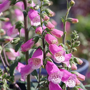 Digitalis 'Pink Panther'