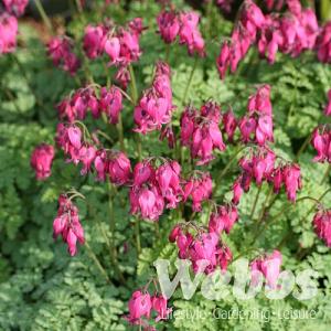 Dicentra 'King of Hearts'