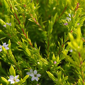 Diosma 'Sunset Gold'