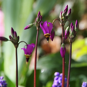 Dodecatheon 'Red Wings' 