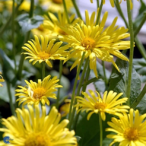 Doronicum 'Leonardo Compact'