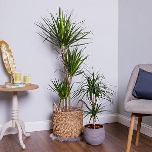 Dracaena marginata (Dragon Tree)