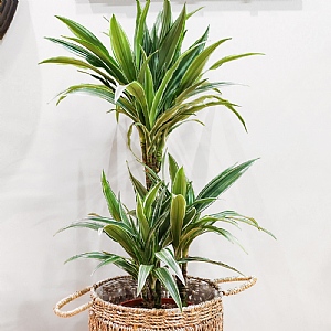 Dragon Plant (Dracaena Warneckii) - Various Sizes