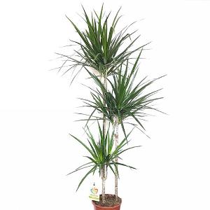 Dragon Plants (Dracaena Marginata) - Various Sizes