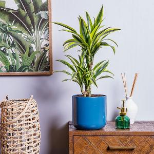 Dracaena 'Lemon & Lime'