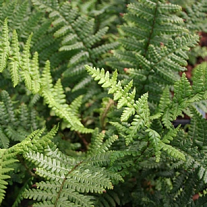 Dryopteris affinis