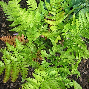 Dryopteris erythrosora